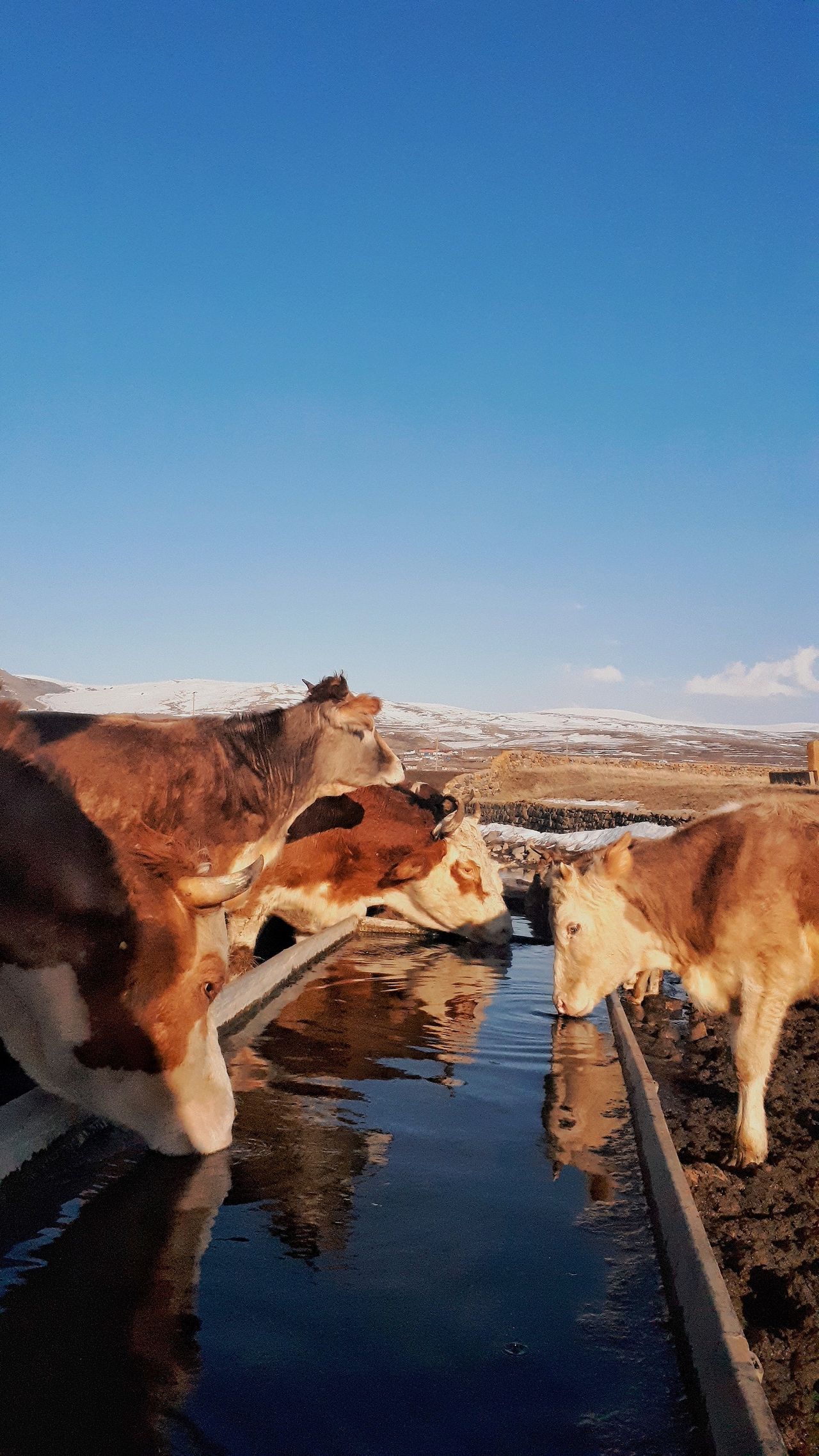 Sistema de bombeo solar para ganadería llenando abrevaderos en un rancho de Chihuahua, llevando agua al ganado a kilómetros del pozo sin CFE ni diésel
